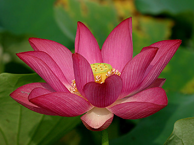 Exotische Nutz und Zierpflanzen Nelumbo nucifera 'Red'