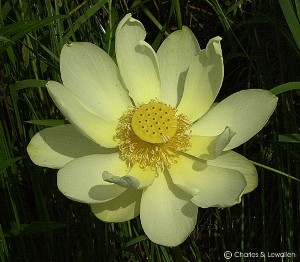 Nelumbo lutea