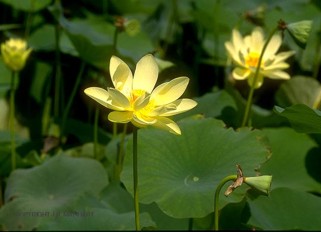 Nelumbo lutea