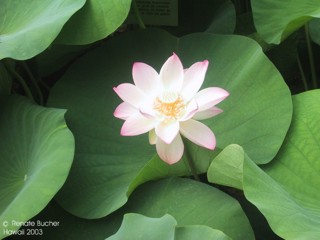 Nelumbo nucifera