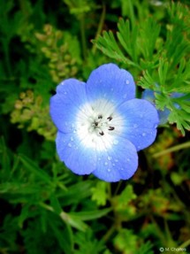 Nemophila menziesii
