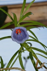 Nesocodon mauritianus 