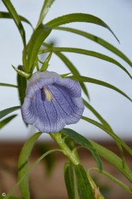 Nesocodon mauritianus 