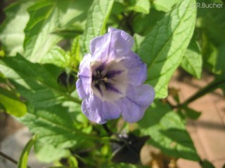 Nicandra physalodes