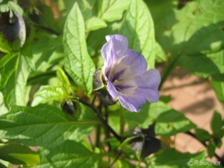 Nicandra physalodes