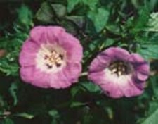 Nicandra physalodes 'violacea'