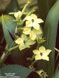 Nicotiana alata