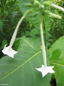 Nicotiana sylvestris