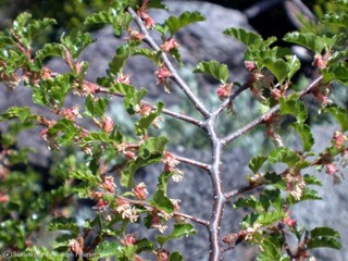 Nothofagus pumilio 