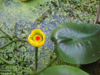 Nuphar lutea 