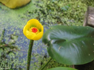 Nuphar lutea 