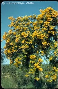 Nuytsia floribunda