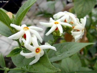 Nyctanthes arbor-tristis