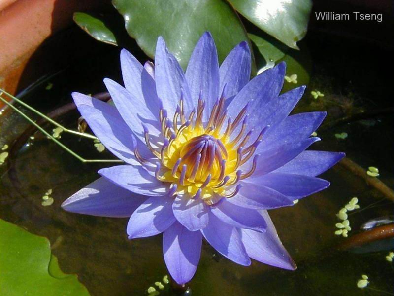 Exotische Nutz und Zierpflanzen Nymphaea nouchali var. caerulea