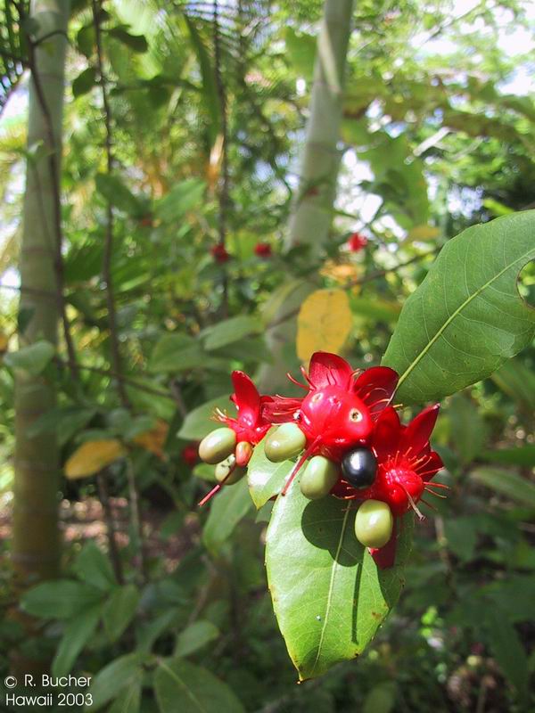 Exotische Nutz und Zierpflanzen Ochna kirkii