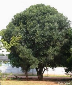 Olea europaea ssp. africana