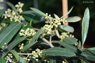 Olea europaea 