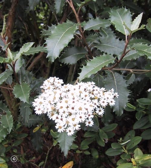 Exotische Nutz- und Zierpflanzen - Olearia macrodonta