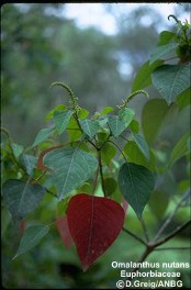 Omalanthus nutans