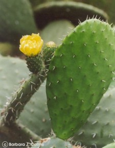 Opuntia ficus-indica