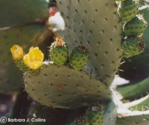 Opuntia ficus-indica