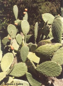 Opuntia ficus-indica