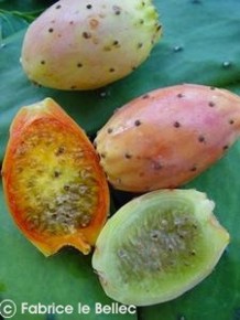 Opuntia ficus-indica