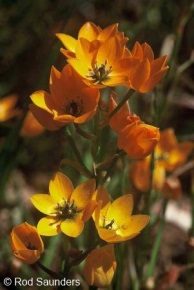 Ornithogalum dubium 'orange'