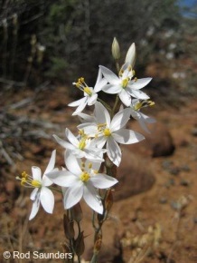 Ornithogalum hispidum