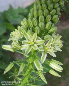 Albuca bracteata