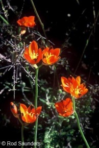 Ornithogalum maculatum