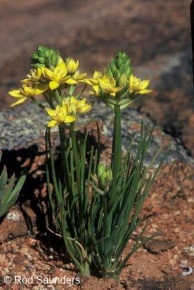 Ornithogalum multifolium