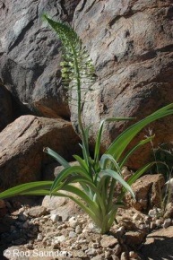 Ornithogalum pulchrum