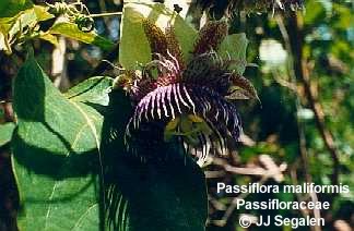 Passiflora maliformis