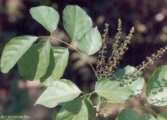 Pongamia pinnata