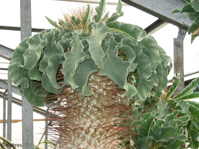 Exotische Nutz und Zierpflanzen Pachypodium namaquanum