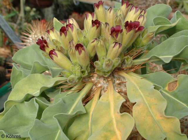 Exotische Nutz und Zierpflanzen Pachypodium namaquanum