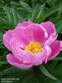 Paeonia lactiflora 