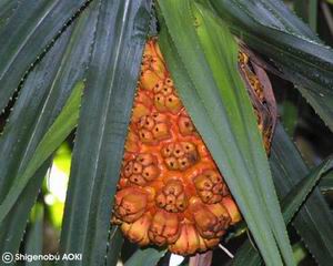 Pandanus odoratissimus