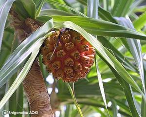 Pandanus odoratissimus