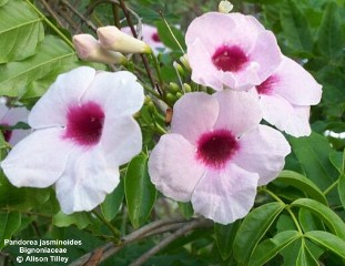 Pandorea jasminoides