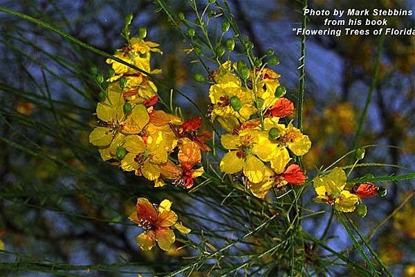 Exotische Nutz und Zierpflanzen Parkinsonia aculeata