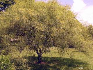 Parkinsonia aculeata
