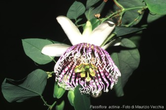 Passiflora actinia