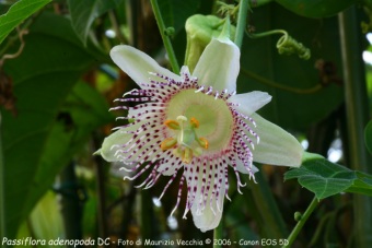 Passiflora adenopoda