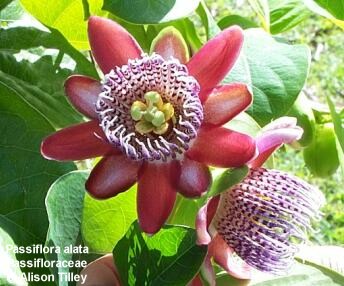 Passiflora alata 