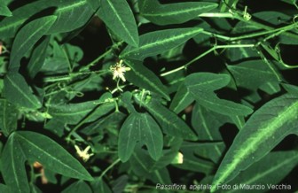 Passiflora apetala