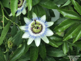 Passiflora caerulea 