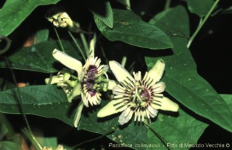 Passiflora colinvauxii