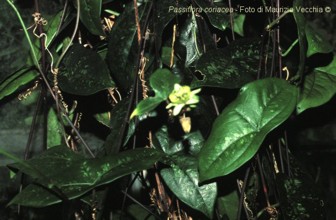 Passiflora coriacea